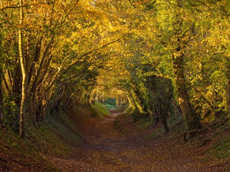 Photo for View South West along the tree tunnel at Halnaker, in West Sussex. - Royalty Free Image