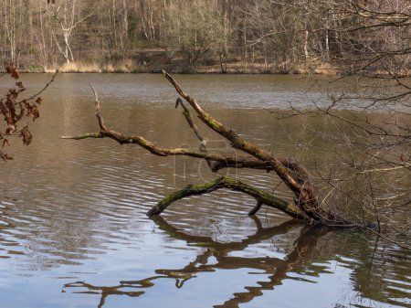 Fallen dead tree in Lake at Buchan Country Park in West Sussex, England.