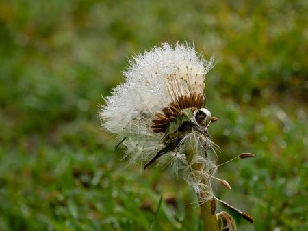 Cabeza de semilla de diente de león común con semillas cubiertas de gotitas de rocío.