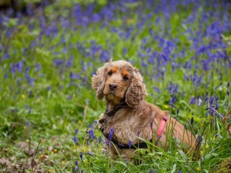 Sable-coloured English Show Cocker Spaniel in English Bluebell wood.