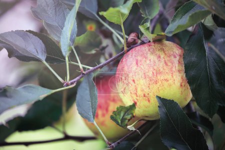 Photo for Selective focus of a Gala apples growing on the branches of an apple tree in a home orchard. Blurred foreground and background. - Royalty Free Image