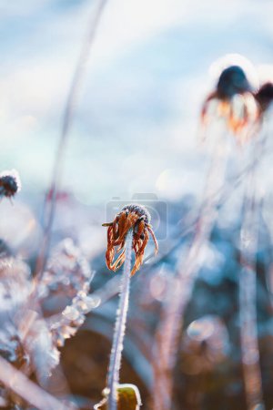 Photo for Icy Black eyed Susan or Rudbeckia Hirta Flowers Frozen with Winter Frost. Extreme selective focus with blurred foreground and background. - Royalty Free Image