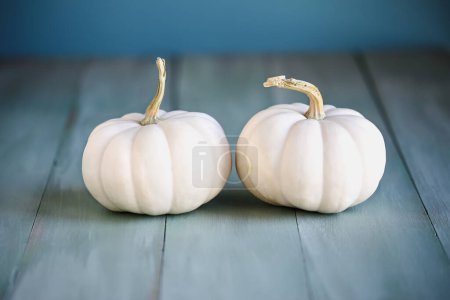 Photo for Front view of two small mini white fall pumpkins on rustic blue green table for autumn . Selective focus with blurred foreground and background. - Royalty Free Image