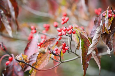 Photo for Autumn foliage and red berries of the native American dogwood tree, Cornus florida, in south central Kentucky. Shallow depth of field. Selective focus with blurred background. - Royalty Free Image