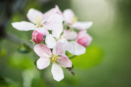 Photo for Selective focus of pink and white apple tree blossoms with blurred background and copy space. - Royalty Free Image