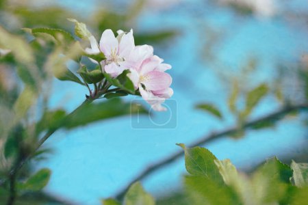 Photo for Selective focus of pink and white apple tree blossoms with blurred background and blue sky. - Royalty Free Image