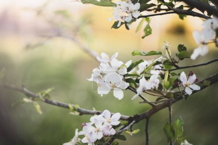 Photo for Selective focus of pink and white apple tree blossoms with blurred background and copy space. Moody vibe. - Royalty Free Image