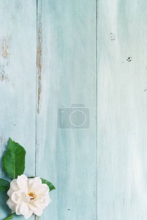 Photo for Single white old fashion rose flower lying over a light blue rustic background. Table top view. Overhead. - Royalty Free Image
