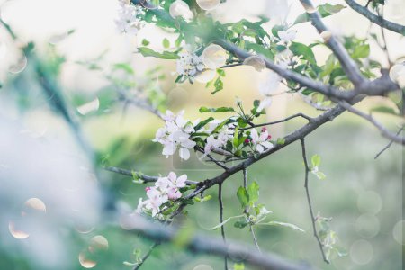 Photo for Whimsical scene of pink and white apple tree blossoms. Selective focus with blurred background. - Royalty Free Image