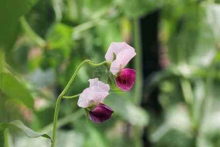 Photo for Edible snow pea growing on a trellis with pink and purple flowers. Extreme selective focus with blurred background. - Royalty Free Image