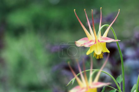 Photo for Abstract of beautiful Aquilegia caerulea 'McKana Giants Mix' blossoms in the flower garden. Selective focus with blurred foreground and background. - Royalty Free Image
