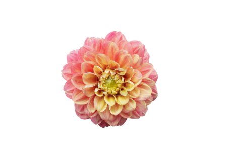 Photo for Colorful pink and yellow Dahlia flower isolated on a white background with clipping path. - Royalty Free Image