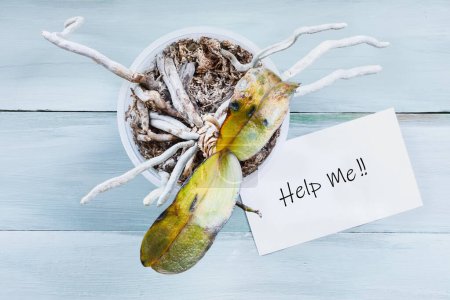Photo for Sick and dying orchid house plant with wilted and damaged leaves due to over watering. Sign with "help me" text. Table top view. - Royalty Free Image