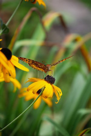 Großer Spangled Fritillary Butterfly auf einer Black Eyed Susan Blüte. Extrem selektiver Fokus mit verschwommenem Hintergrund. Frontansicht. 