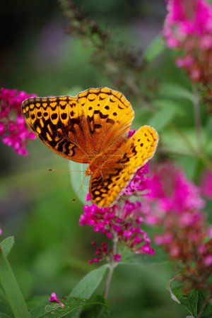 Große Spangled Fritillary Schmetterling auf einem rosafarbenen fliederfarbenen Schmetterlingsbusch Blütenblume. Extrem selektiver Fokus mit verschwommenem Hintergrund. Frontansicht. Ansicht von oben. Flatlay.