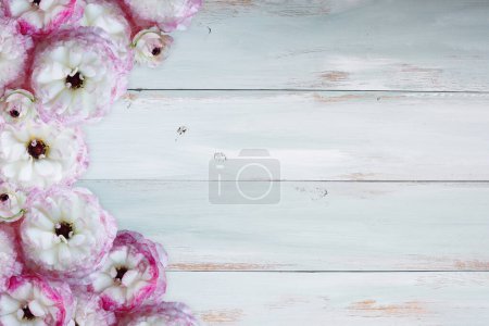 Photo for Pink and white ruffled ranunculus over a blue and white rustic wooden background table. Overhead top view. - Royalty Free Image
