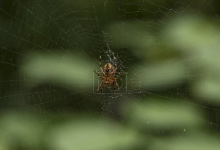 Foto de La araña trepando en la web - Imagen libre de derechos