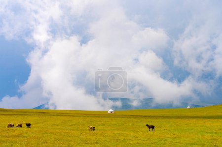 Belle nature du Kazakhstan sur le plateau d'Assy. yourte blanche avec des animaux brouteurs à proximité sous les nuages de pluie