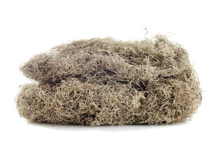 Foto de Pila de musgo español seco sobre un fondo blanco - Imagen libre de derechos