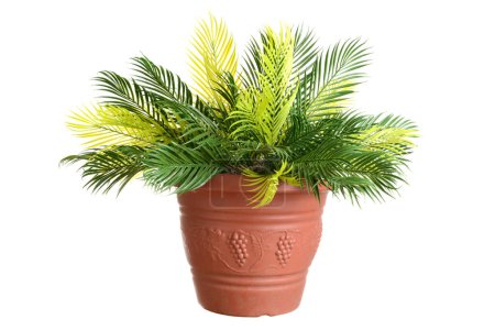 Foto de Planta de hoja de helecho de palma artificial aislada - Imagen libre de derechos