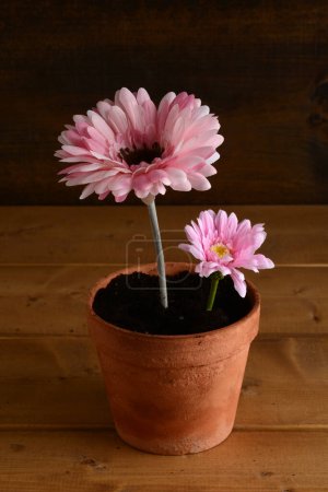 two pink daises in an old pot