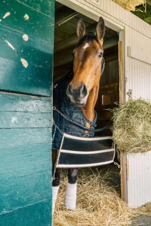 Téléchargez les photos : Thoroughbred race horse in a stable in Lexington, Kentucky - en image libre de droit