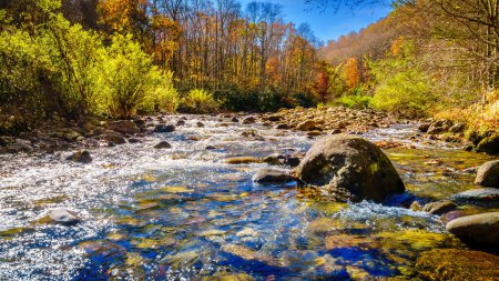 Téléchargez les photos : Fall scene by a creek in Pisgah National Forest in North Carolina - en image libre de droit