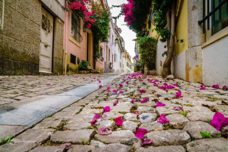 Téléchargez les photos : Vue du rez-de-chaussée des pétales d'azalée sur une rue pavée à Cascais, Portugal - en image libre de droit