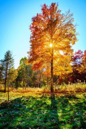 Foto de Sun shining through the brances of a tree in North Carolina Arboretum in fall - Imagen libre de derechos
