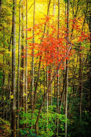 Téléchargez les photos : Colorful fall foliage in a forest near Asheville, North Carolina - en image libre de droit