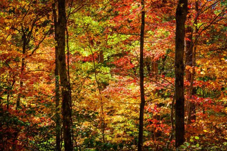 Foto de Colores de otoño en el bosque cerca de Asheville, Carolina del Norte - Imagen libre de derechos