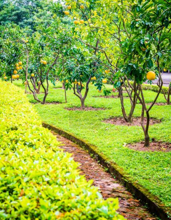 Téléchargez les photos : Beau jardin avec pomelos dans le centre de Hanoi, Vietnam - en image libre de droit