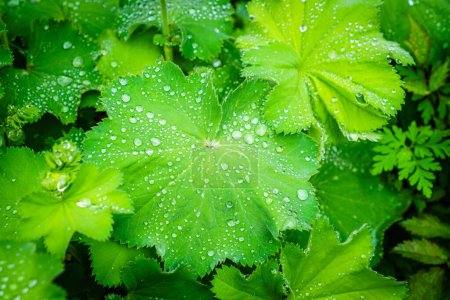 Téléchargez les photos : Image en gros plan de feuilles de Ladys Mantle (Alchemilla vulgaris) vertes et fraîches couvertes de gouttelettes de rosée - en image libre de droit