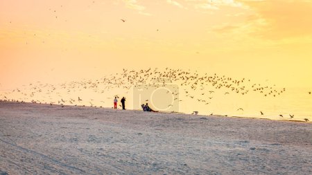 Foto de Una bandada de gaviotas volando sobre una playa en la costa del Golfo de Florida - Imagen libre de derechos