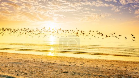 Foto de Una bandada de gaviotas volando sobre una playa en la costa del Golfo de Florida - Imagen libre de derechos