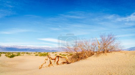 Téléchargez les photos : Mesquite arbres qui ont donné son nom à Mesquite Flat Sand Dunes dans le parc national de la vallée de la mort en Californie - en image libre de droit