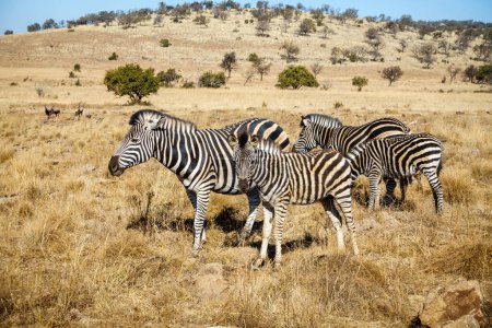Téléchargez les photos : Famille de zèbres dans son habitat naturel dans une zone de conservation de la faune sauvage dans la province de Gauteng en Afrique du Sud - en image libre de droit