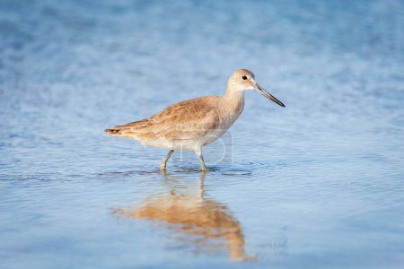 Willet wading by the beach in Fort DeSoto County Park in St. Petersburg, Florida.