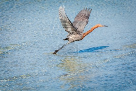 Reddish egret is taking off from the beach in Fort DeSoto County Park in St. Petersburg, Florida.