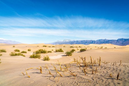 Foto de Árboles de Mesquite que dieron nombre a Mesquite Flat Sand Dunes en el Parque Nacional Death Valley en California - Imagen libre de derechos