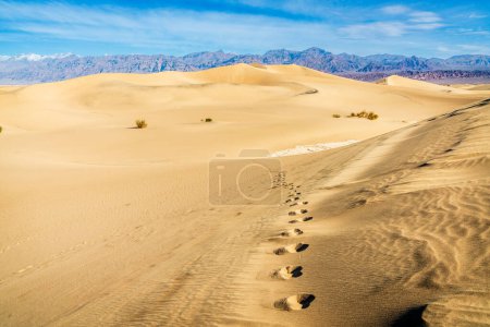 Téléchargez les photos : Vue panoramique des dunes de sable plat Mesquite dans le parc national de la vallée de la mort en Californie - en image libre de droit