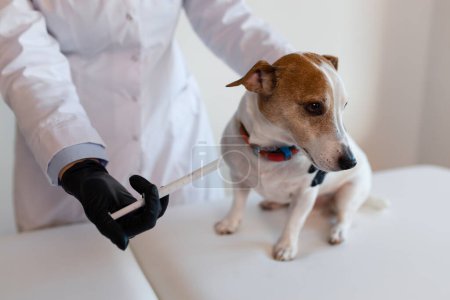 Téléchargez les photos : Vétérinaire femelle travaille à la clinique avec un petit chien Jack Russell mignon. Porter des gants de protection Animaux de compagnie Soins de santé. - en image libre de droit