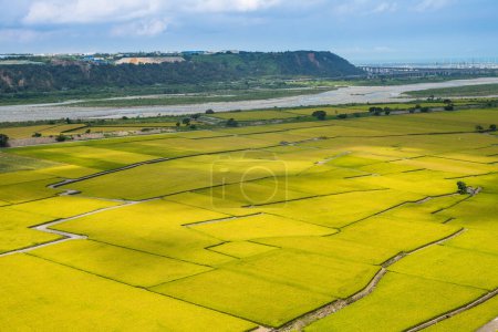 Téléchargez les photos : Champ de riz de la vallée du Lotus à Waipu, Taichung, Taiwan - en image libre de droit
