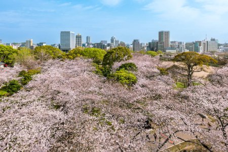 Foto de Vista sobre las ruinas del castillo de Fukuoka con flor de cerezo en Fukuoka, Kyushu, Japón - Imagen libre de derechos