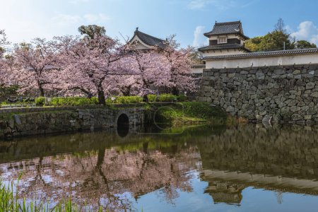 Foto de Castillo de Fukuoka con flor de cerezo en Fukuoka, Kyushu, Japón - Imagen libre de derechos