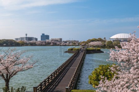 Photo for Cherry blossom at Kayoicho Park in Fukuoka, Kyushu, Japan - Royalty Free Image