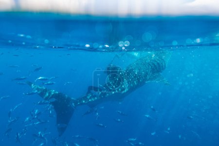 Téléchargez les photos : Requin baleine sous la mer à Oslob, Cebu, Philippines - en image libre de droit