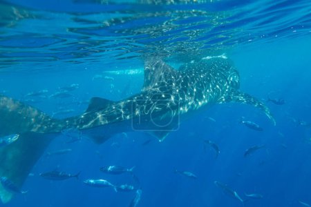 Photo for Whale shark under the sea at Oslob, Cebu, Philippines - Royalty Free Image