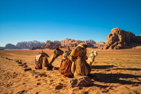 Foto de Camello en el desierto del ron wadi, jordan del sur - Imagen libre de derechos