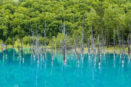 Foto de Paisaje de Biei Blue Pond en Hokkaido, Japón - Imagen libre de derechos
